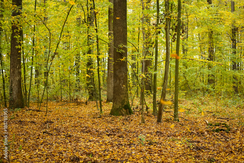 Forest in autumn