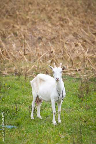 Goat on pasture