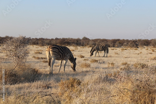 Zebras in der Savanne