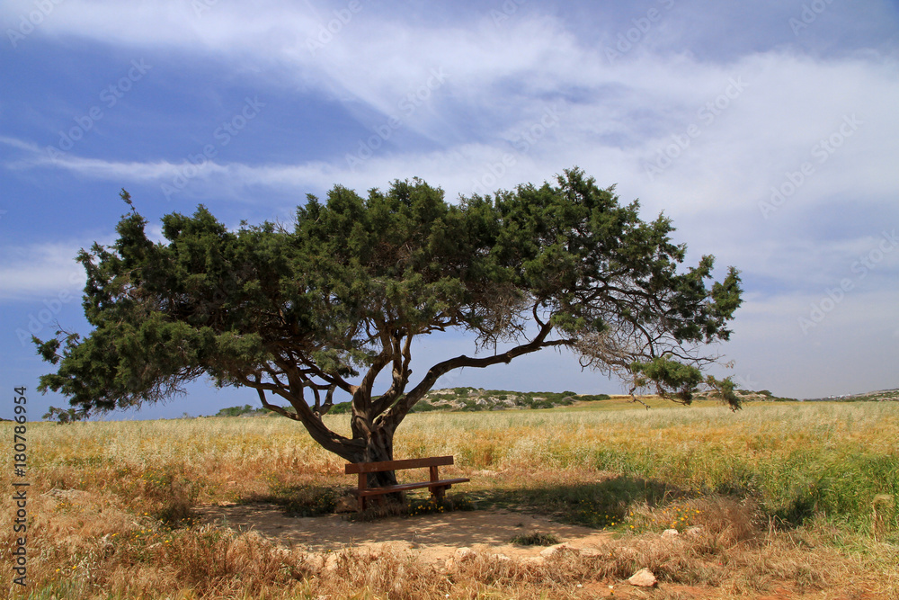 Alone tree, Cyprus