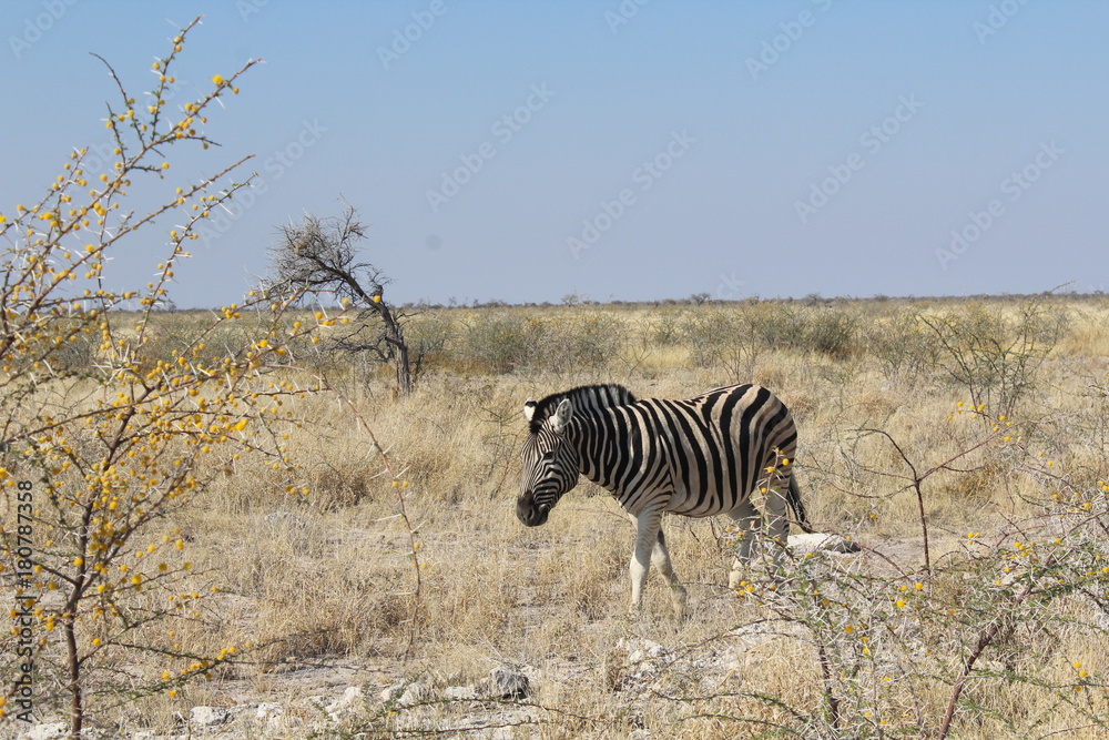 Fototapeta premium Zebra in der Savanne