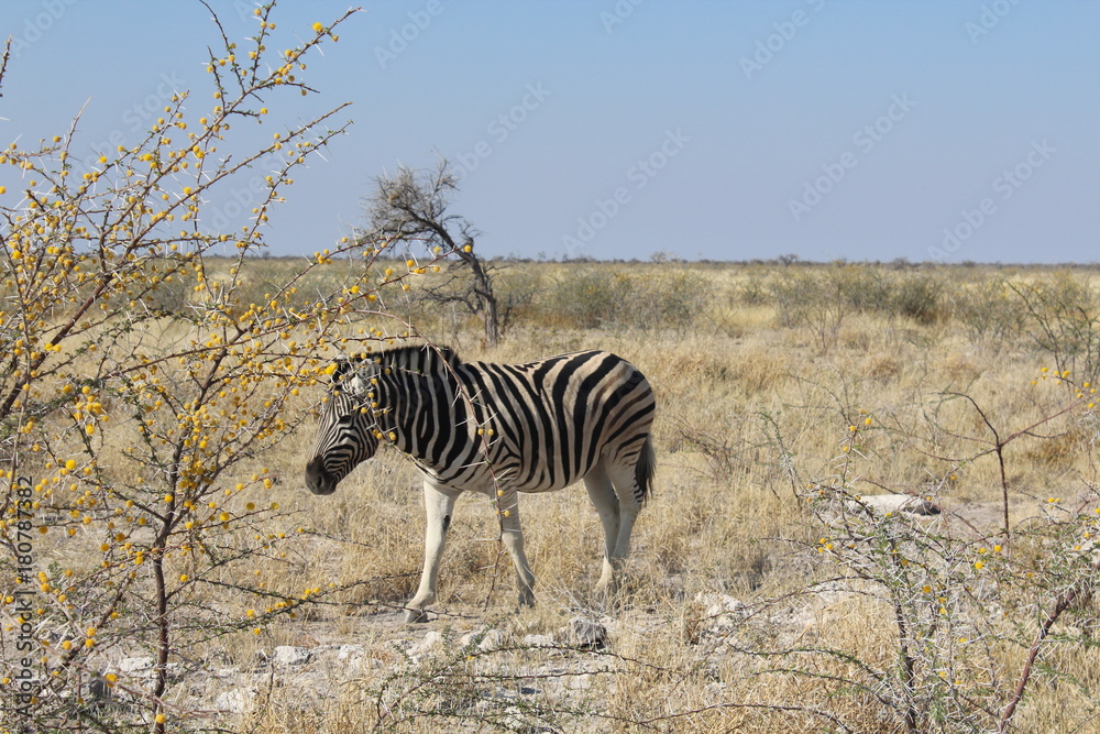 Obraz premium Zebra in der Savanne