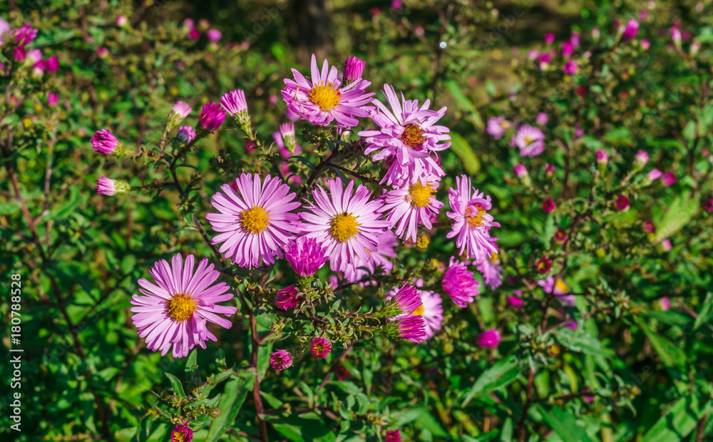 Pink autumn perennial flowers in a rustic garden.