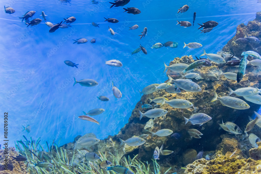 Tropical fishes in aquarium environment