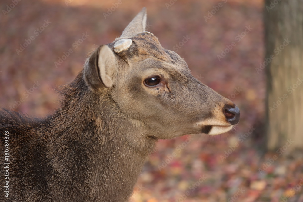 Fototapeta premium 奈良公園 鹿と紅葉