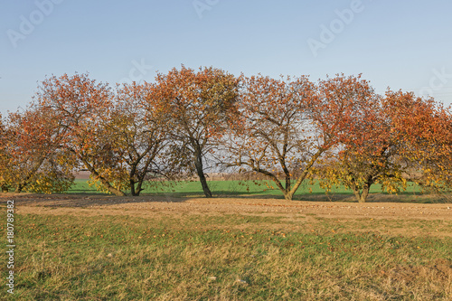 Cherry Orchard in Autumn
