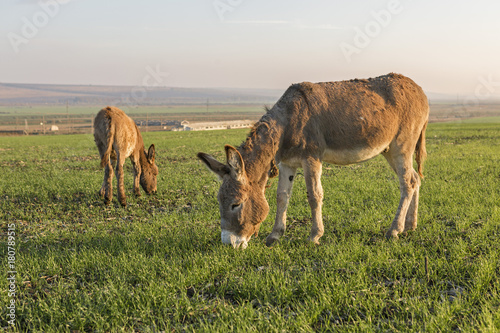 Donkeys graze, Green meadows