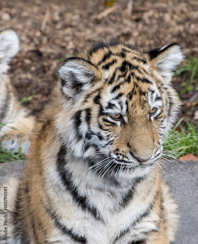 Fototapeta premium the tiger family