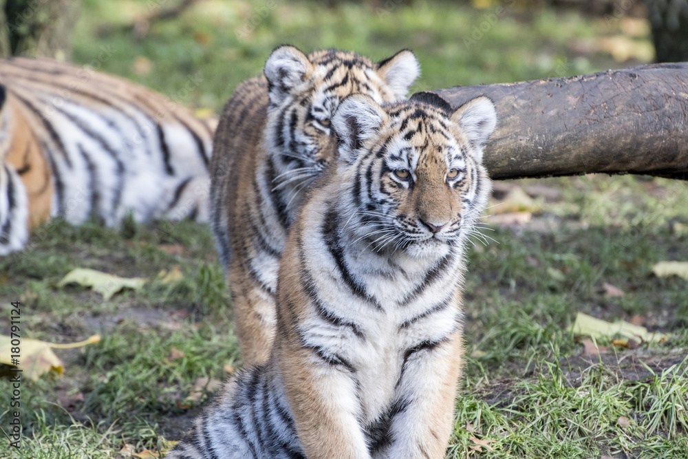 Obraz premium the tiger family