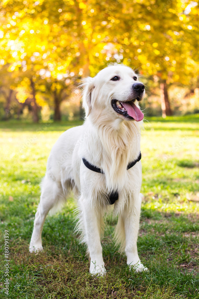 Dog in the city park 