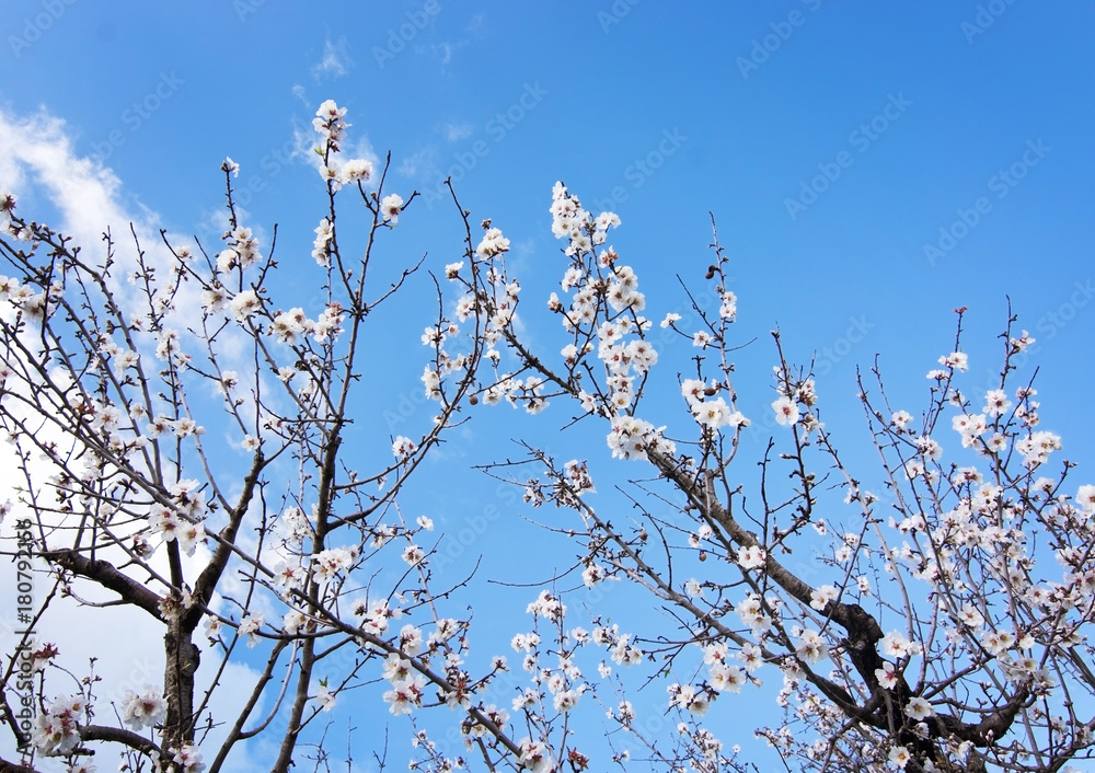 Blossoming almond trees