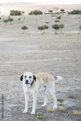 perro mastín cuidando rebaño de ovejas y cabras