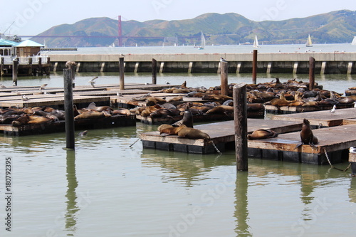 sea lion, pier 39  photo