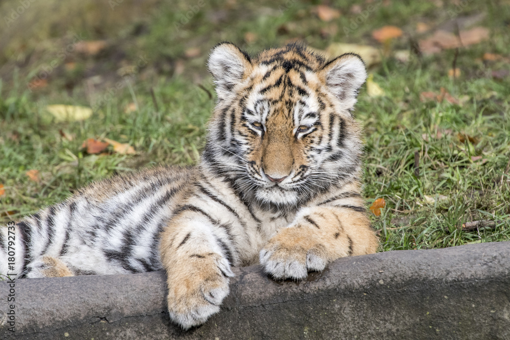 Obraz premium the tiger family