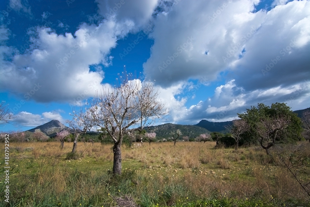 Blossoming almond trees Blossoming almond trees