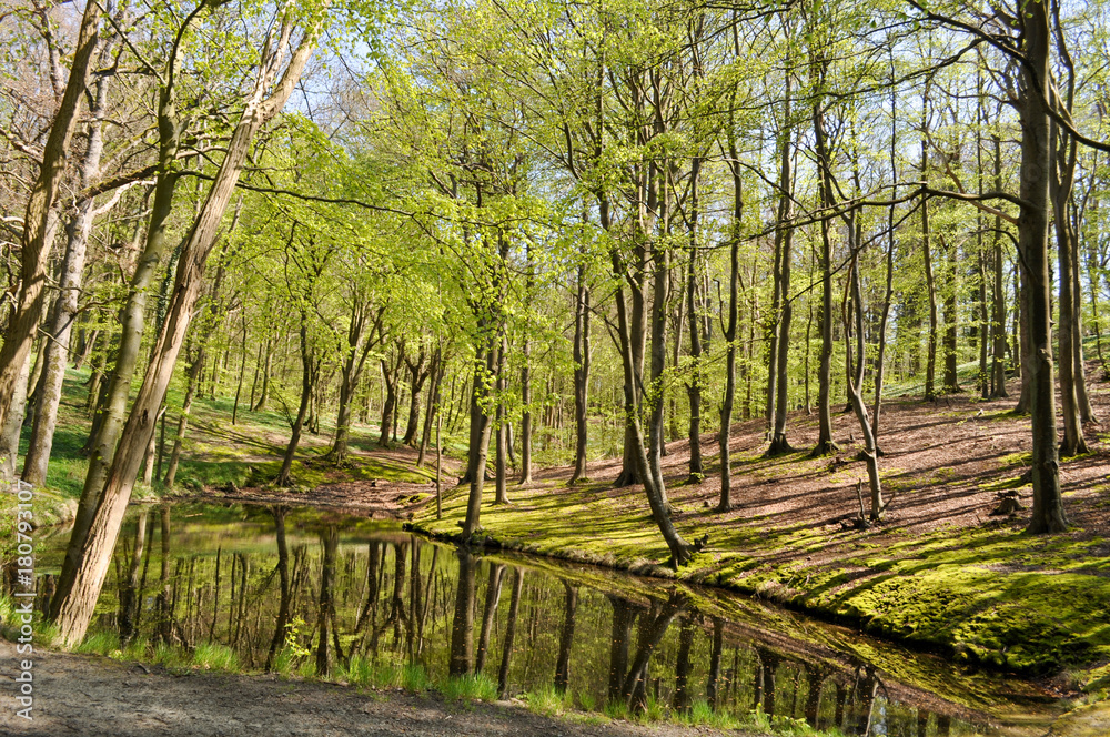 Wald im Frühling am Hochufeweg, Lietzow, Rügen