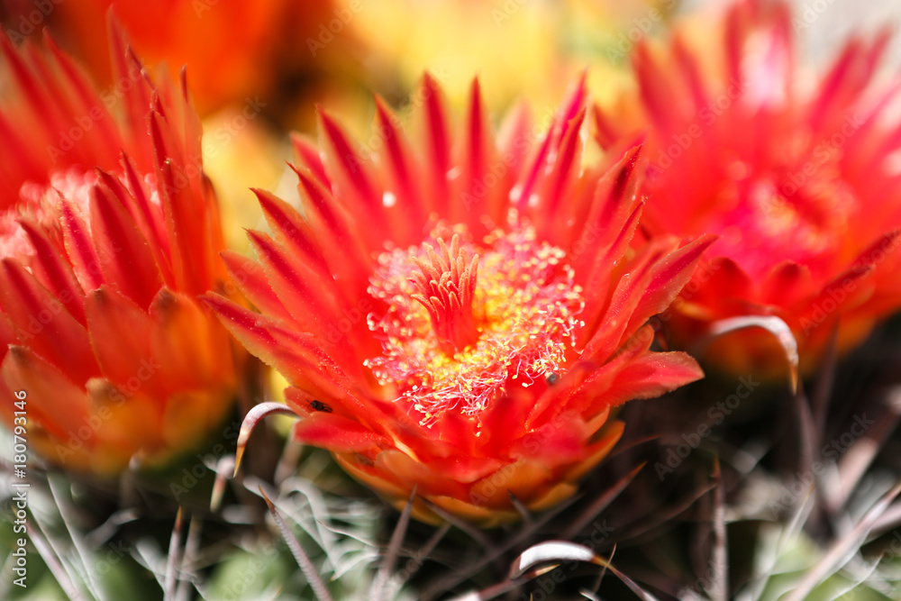 Flower Cactus Flower Cactus