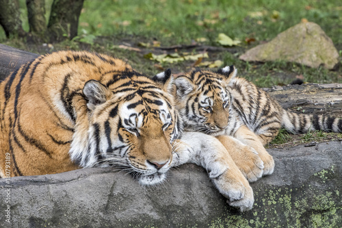 the tiger family