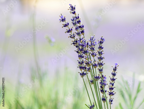 Lavender bunch with lavender field backdrop