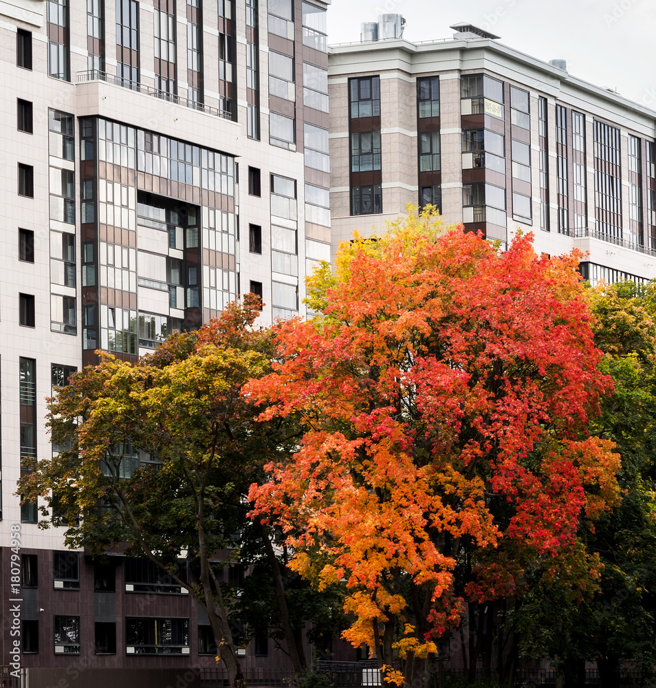 Autumn tree on the background of a building