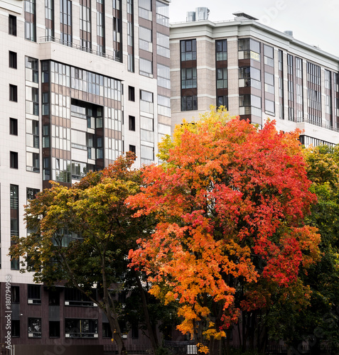 Autumn tree on the background of a building