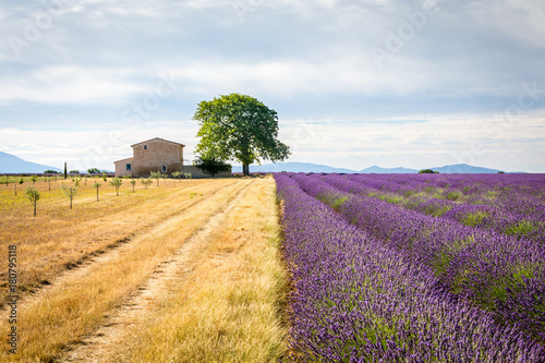 Beautiful countryside with lavender field near Valensole village, Provence, France