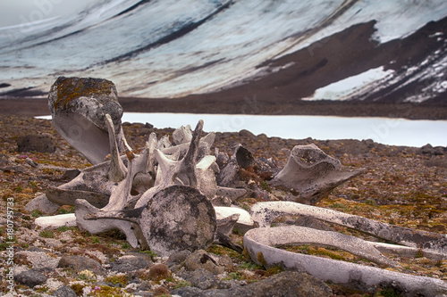 Foto Huge bones of ancient whales on ancient marine terraces in glacial Arctic