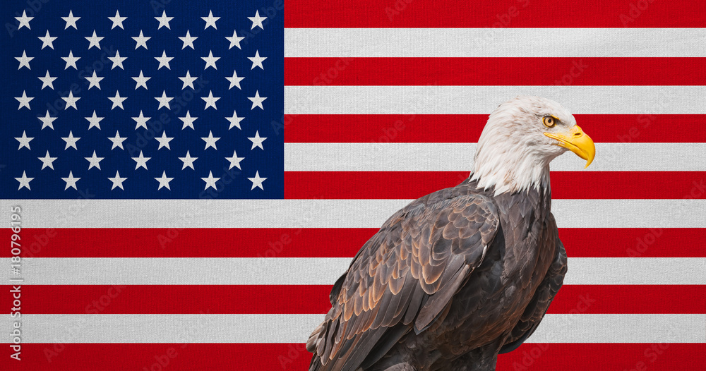American flag, Bald Eagle, national symbols of USA Stock Photo Adobe