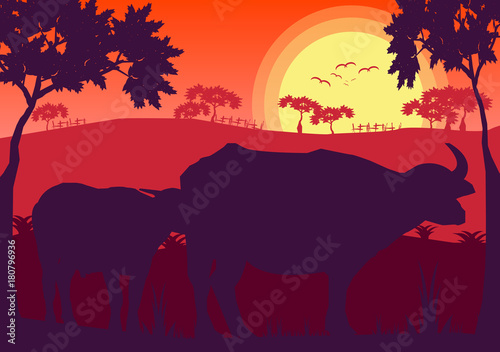 Buffalo sunset evening and grassland meadow landscape vector Illustrator © khonkangrua