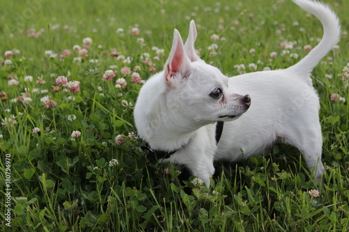White Chihuahua 