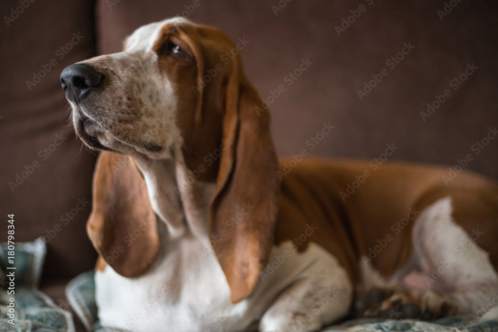 Dog calm basset dog sleeping on the sofa with friendly and serene look in the morning