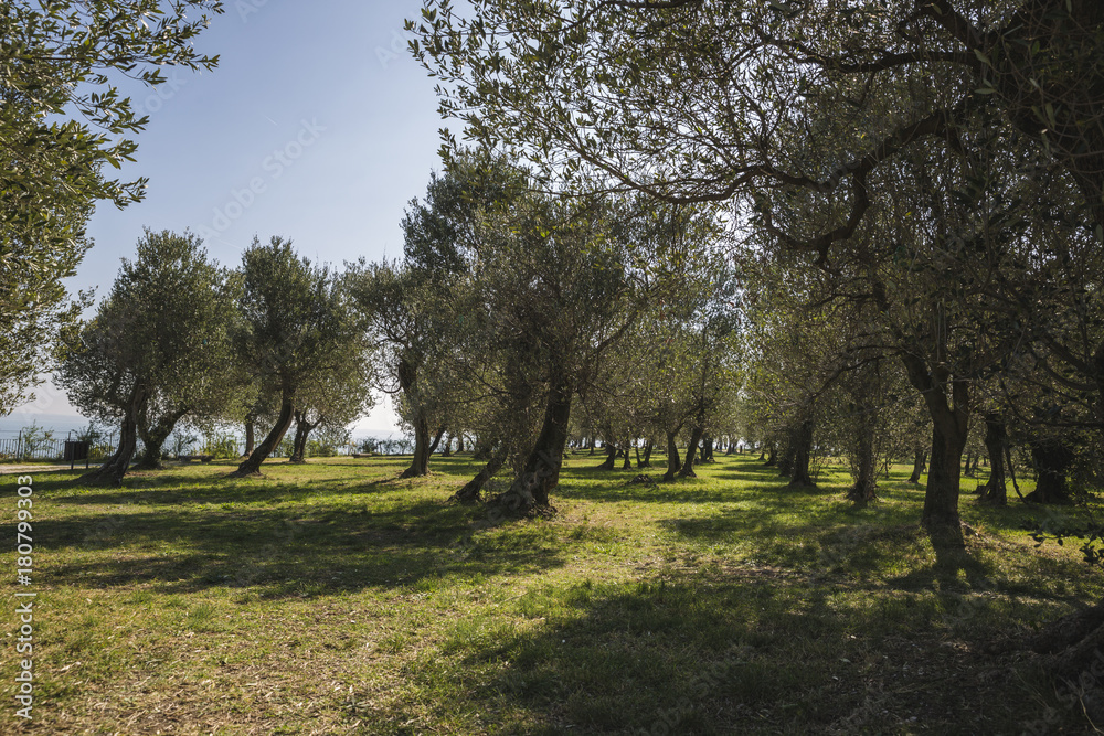 Olives trees Olives trees