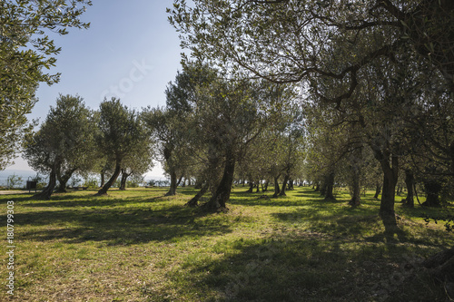Olives trees