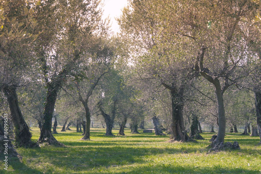 Olives trees