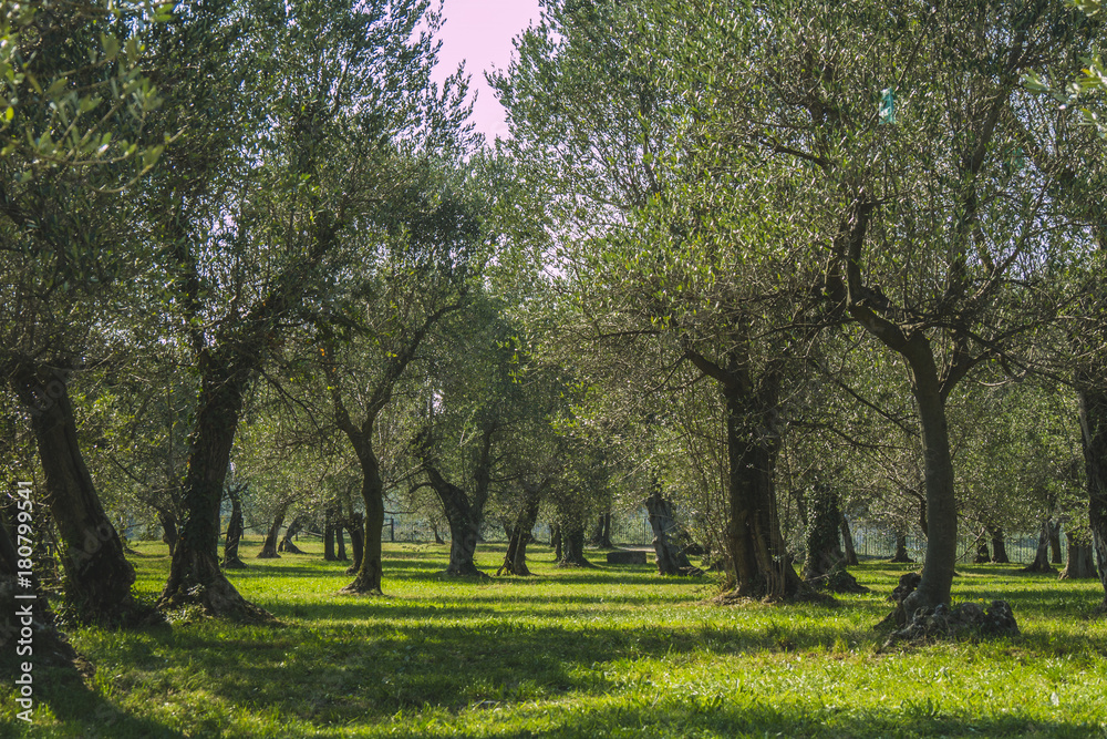 Fototapeta premium Olives trees
