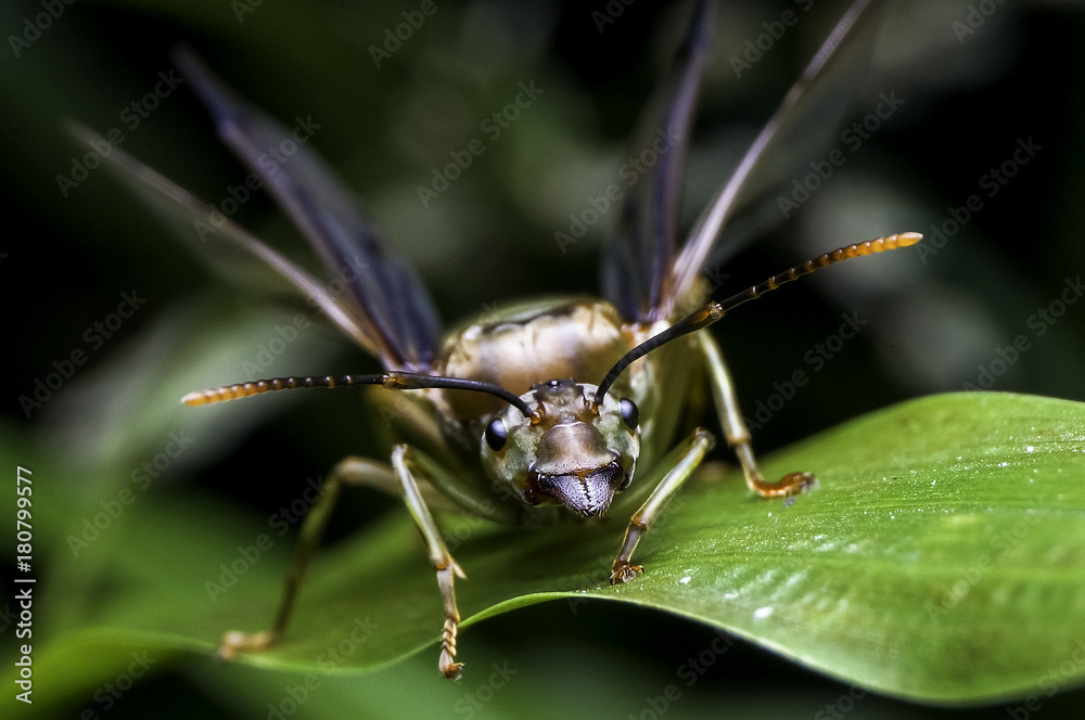 Subterranean ants Flying ants Subterranean ants Flying ants