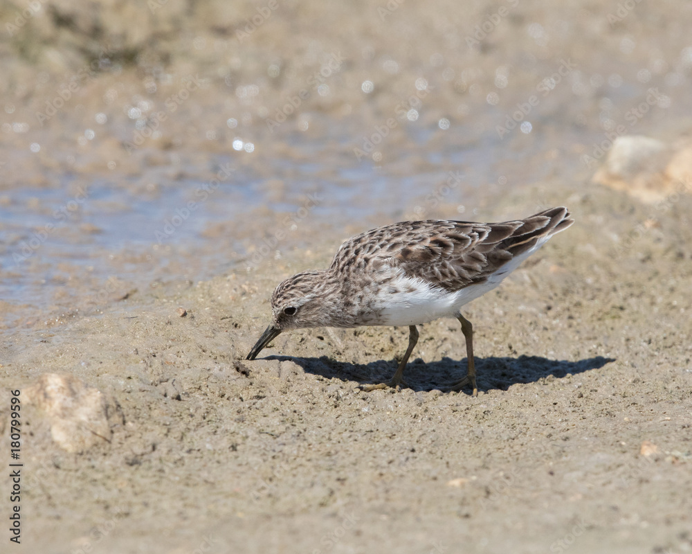 Least Sandpiper Least Sandpiper