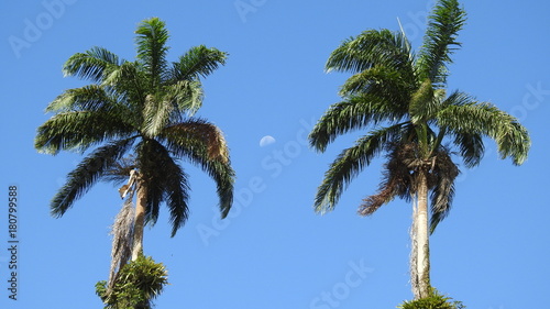 White quarter moon in the blue sky between two big old green tropical palm tree
