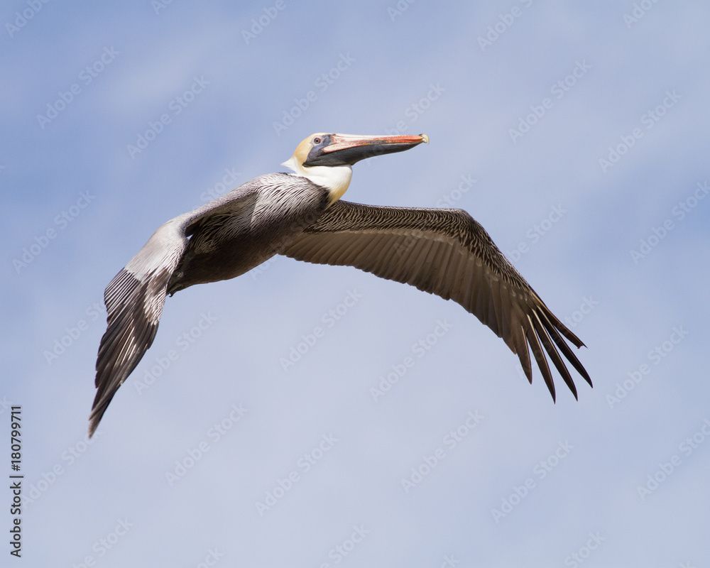Obraz premium Brown Pelican