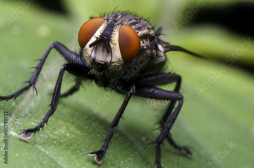 common house fly © ZAIRIAZMAL