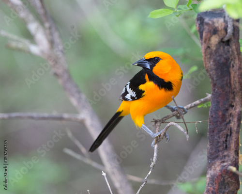 Altimira Oriole