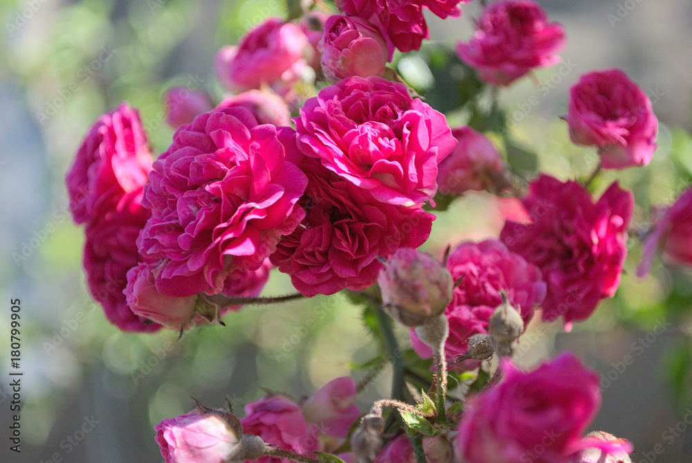 Beautiful pink roses climbing in summer outdoor Beautiful pink roses climbing in summer outdoor