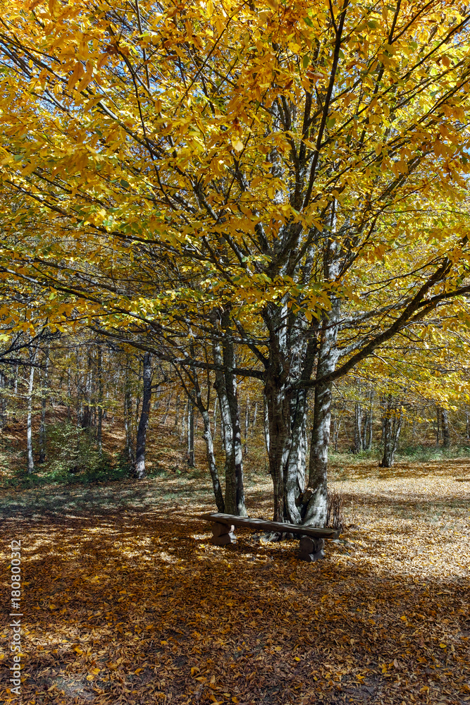 Fototapeta premium Amazing Autumn Landscape with yellow near Devil town in Radan Mountain, Serbia