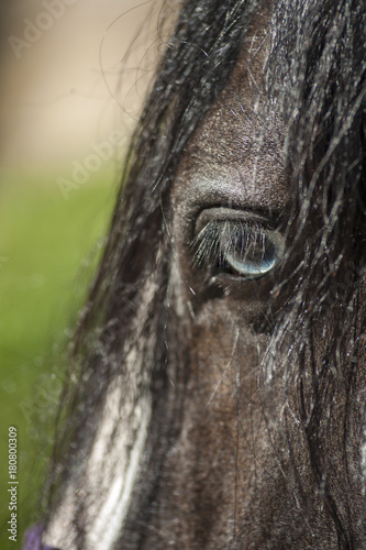 Detail of Gypsy Vanner Horse stallion face