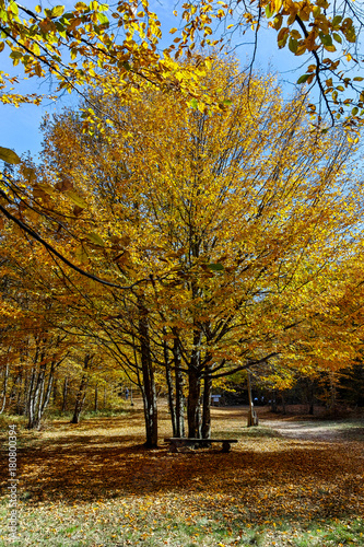 Amazing Autumn Landscape with yellow near Devil town in Radan Mountain, Serbia