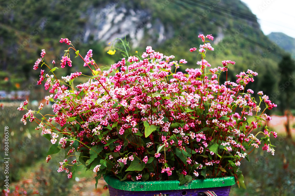 Fototapeta premium Buckwheat flowers bamboo basket