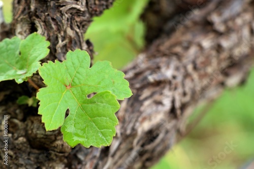 grape leaves in vineyard