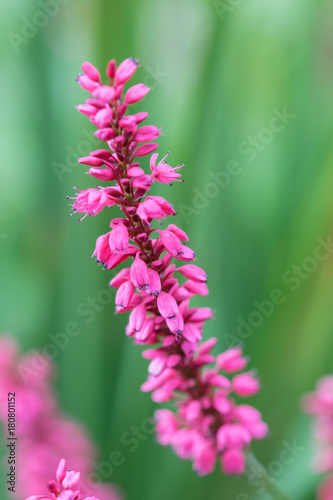 purple angelonia flowers.