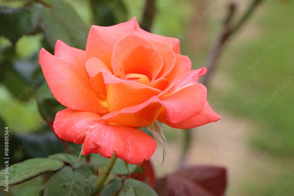 Rose in the garden Rose in the garden