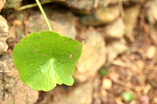Asiatic leaf in natue